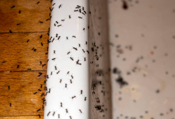 Best Pest Control for Restaurants  in River Bend, NC