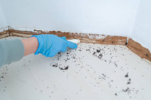 Best Bed Bug Extermination  in River Bend, NC